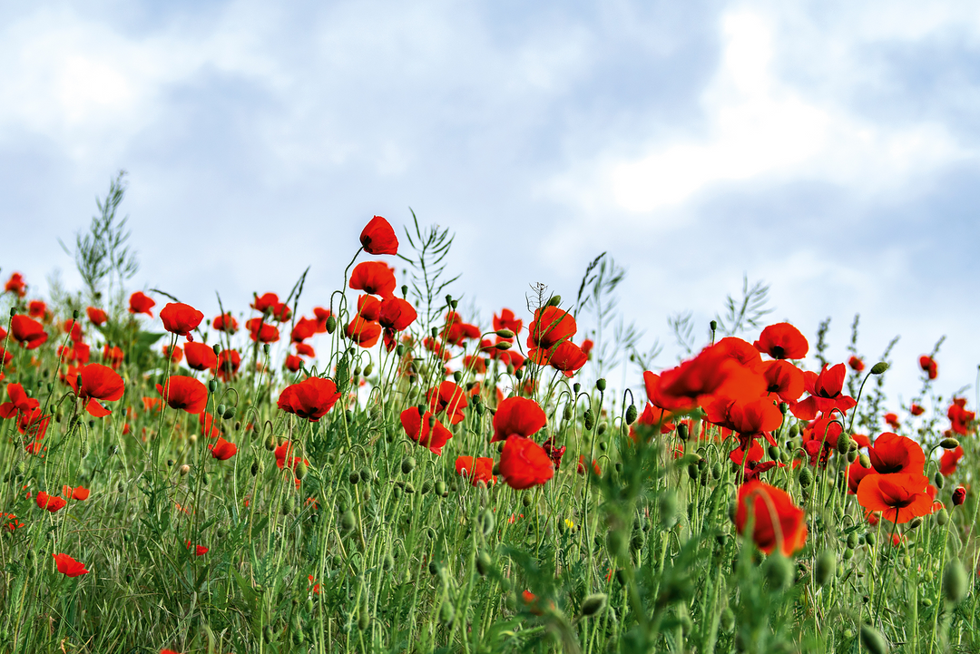 How are poppies and Memorial day connected with leather bags?