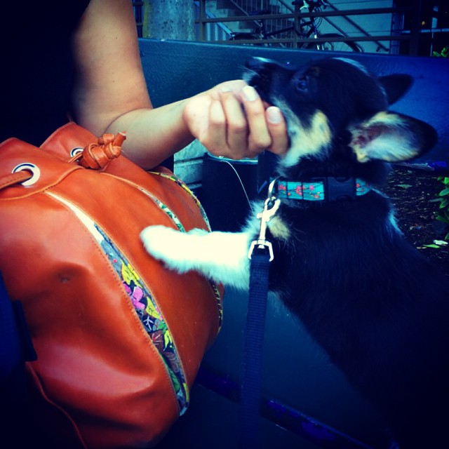 a sweet baby corgi puppy and a Crystalyn Kae handbag