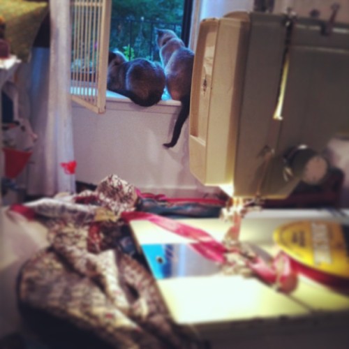 Hugo and Pablo are absolutely no help whatsoever. #sewingallnight...